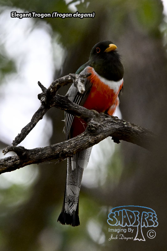 Elegant Trogon - Trogon elegans