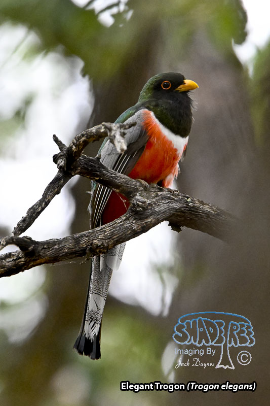 Elegant Trogon - Trogon elegans