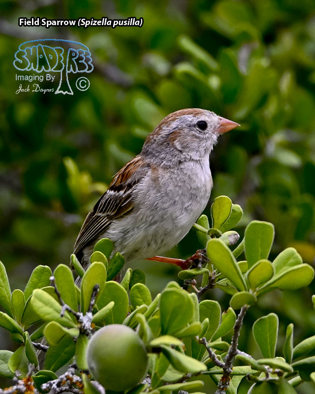 Field Sparrow - Spizella pusilla