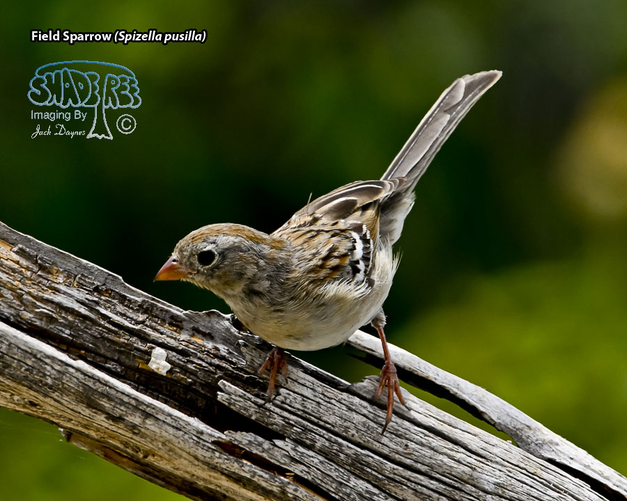 Field Sparrow - Spizella pusilla