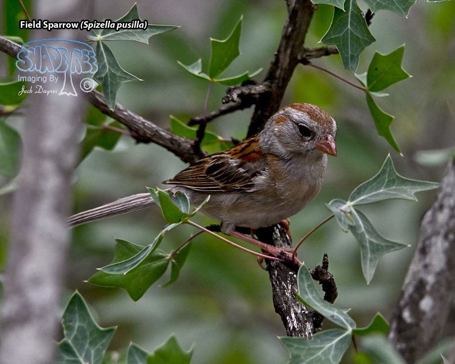 Field Sparrow - Spizella pusilla