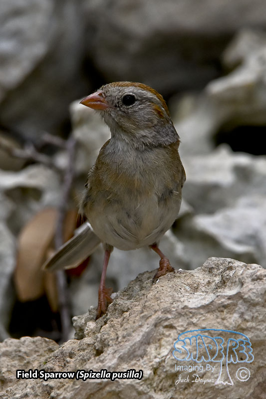 Field Sparrow - Spizella pusilla