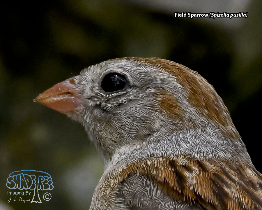 Field Sparrow - Spizella pusilla