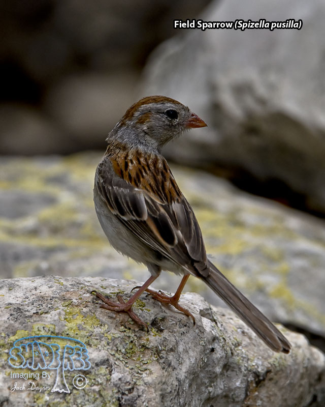 Field Sparrow - Spizella pusilla