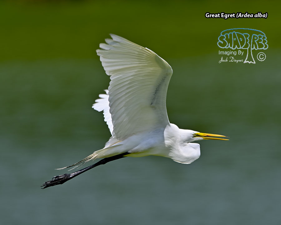Great Egret - Ardea alba