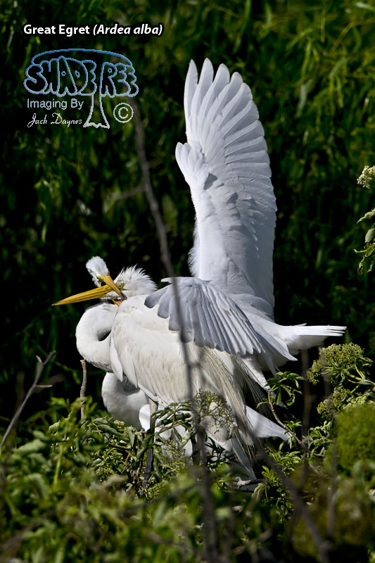 Great Egret - Ardea alba