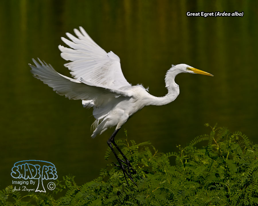 Great Egret - Ardea alba
