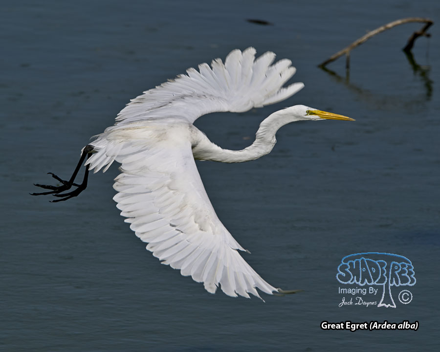 Great Egret - Ardea alba