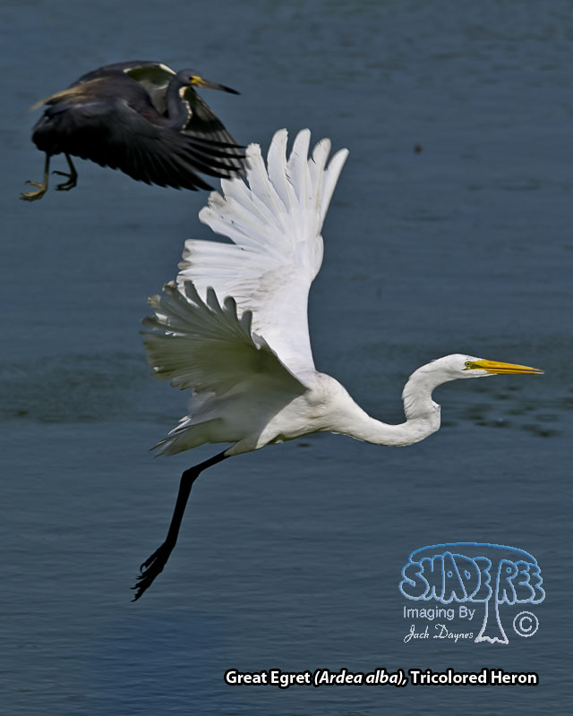 Great Egret - Ardea alba
