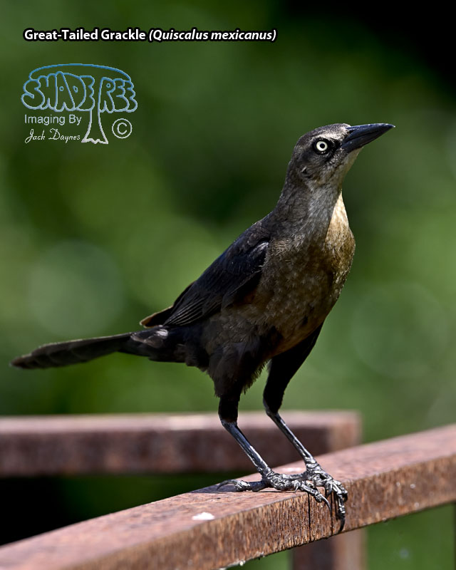 Great-Tailed Grackle - Quiscalus mexicanus