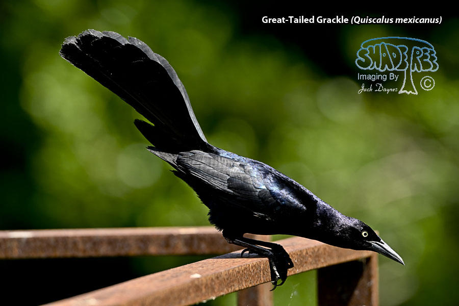 Great-Tailed Grackle - Quiscalus mexicanus