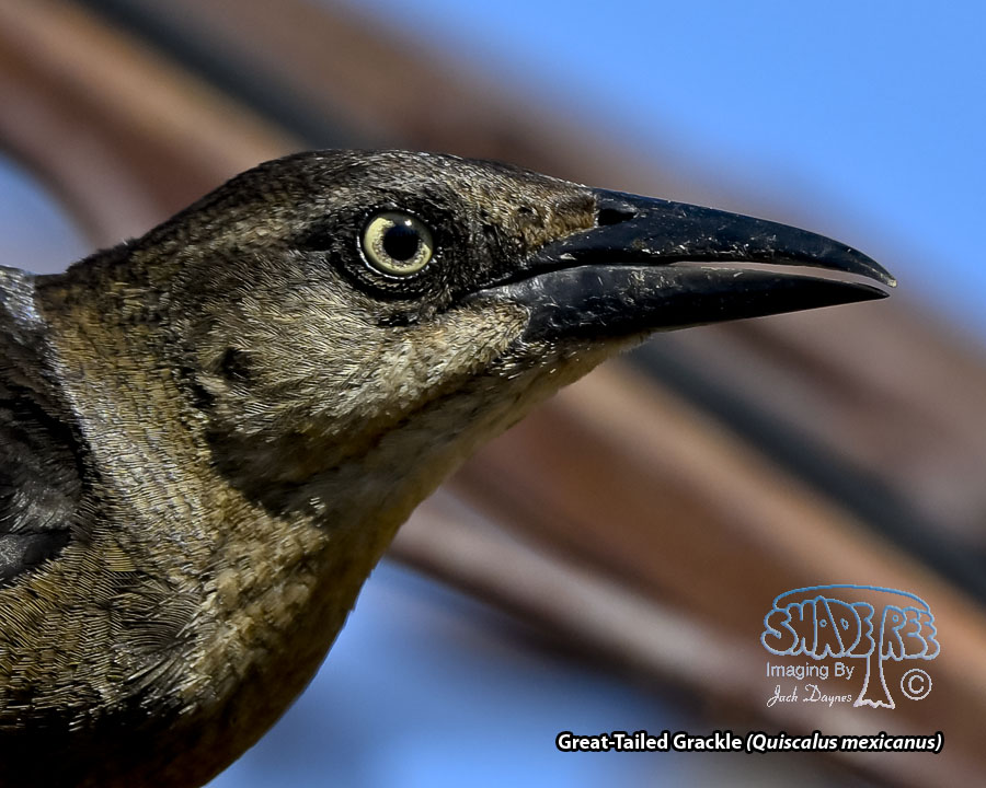 Great-Tailed Grackle - Quiscalus mexicanus