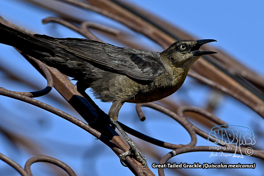 Great-Tailed Grackle - Quiscalus mexicanus