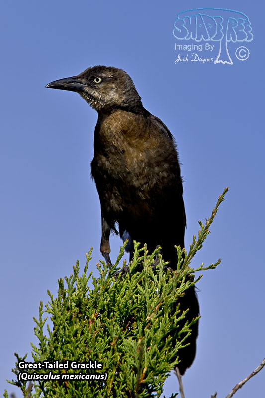 Great-Tailed Grackle - Quiscalus mexicanus