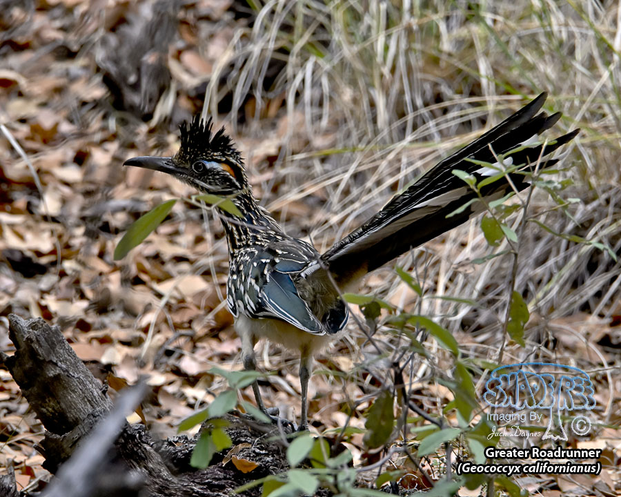 Greater Roadrunner - Geococcyx californianus