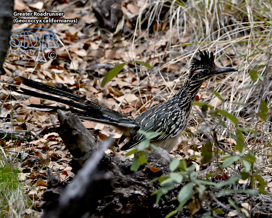 Greater Roadrunner - Geococcyx californianus