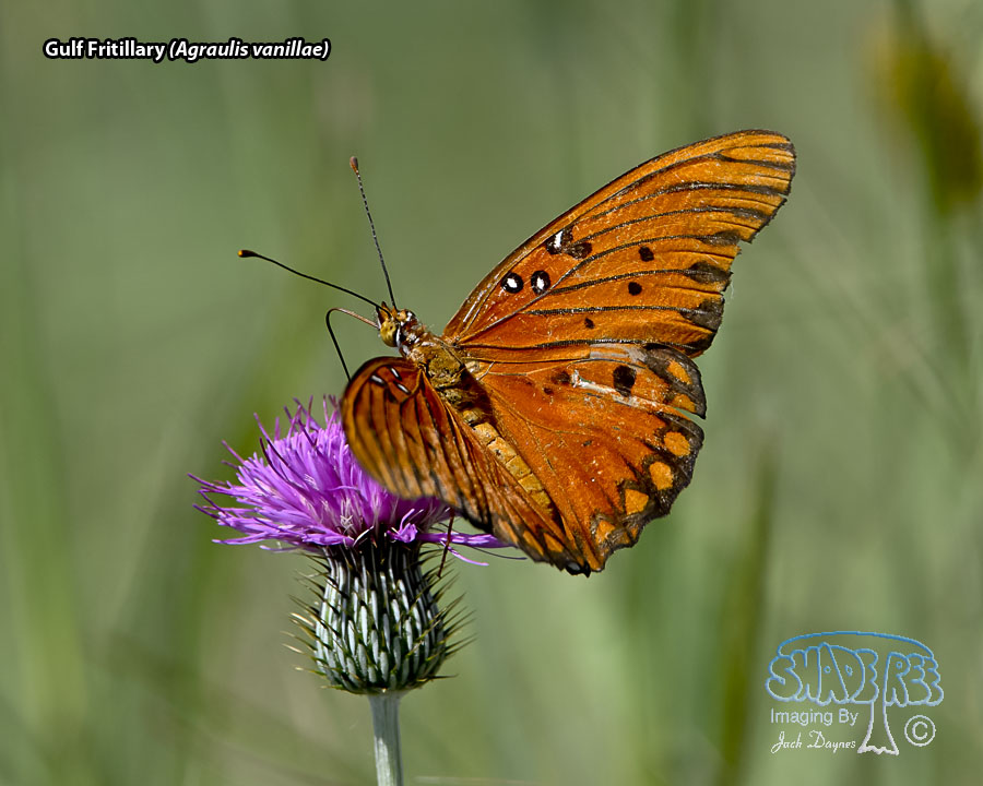 Gulf Fritillary - Agraulis vanillae