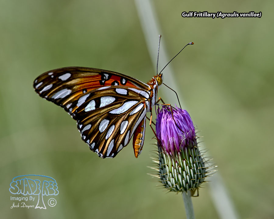 Gulf Fritillary - Agraulis vanillae