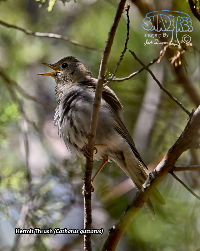 Hermit Thrush - Catharus guttatus