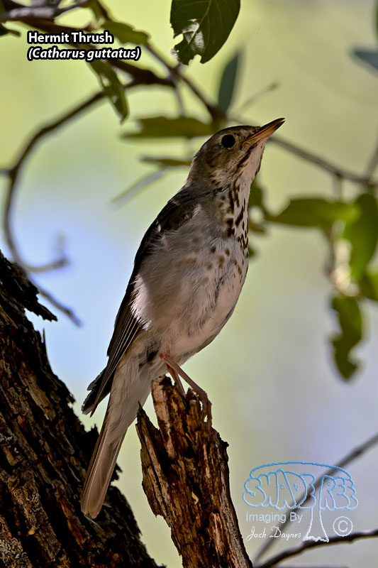 Hermit Thrush - Catharus guttatus
