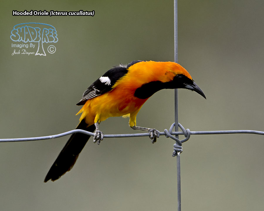 Hooded Oriole - Icterus cucullatus