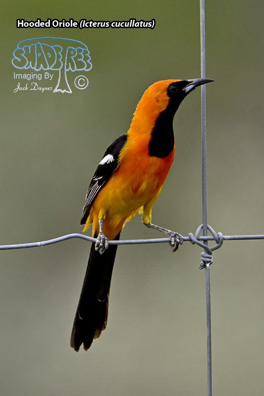 Hooded Oriole - Icterus cucullatus