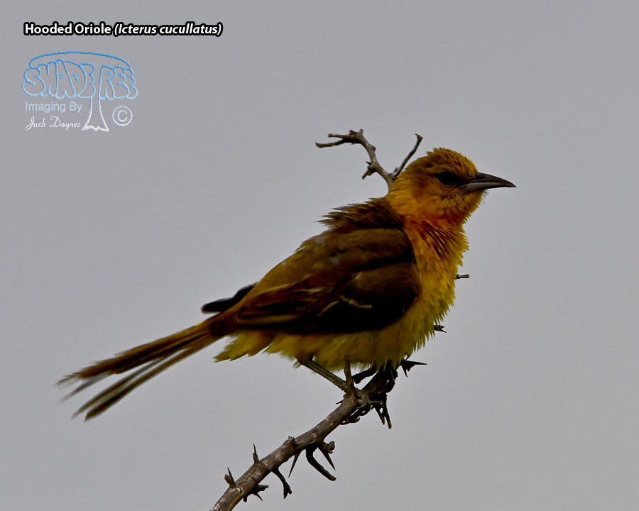 Hooded Oriole - Icterus cucullatus