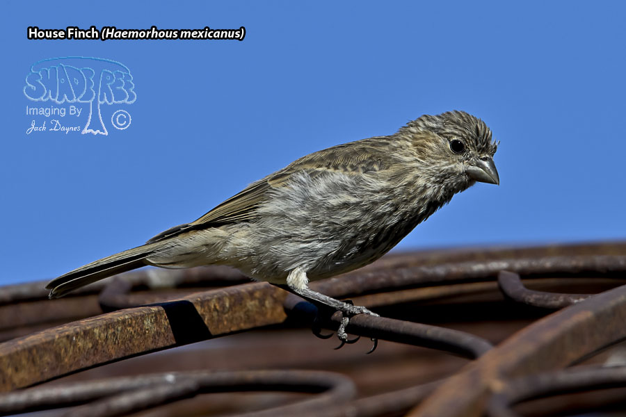 House Finch - Haemorhous mexicanus