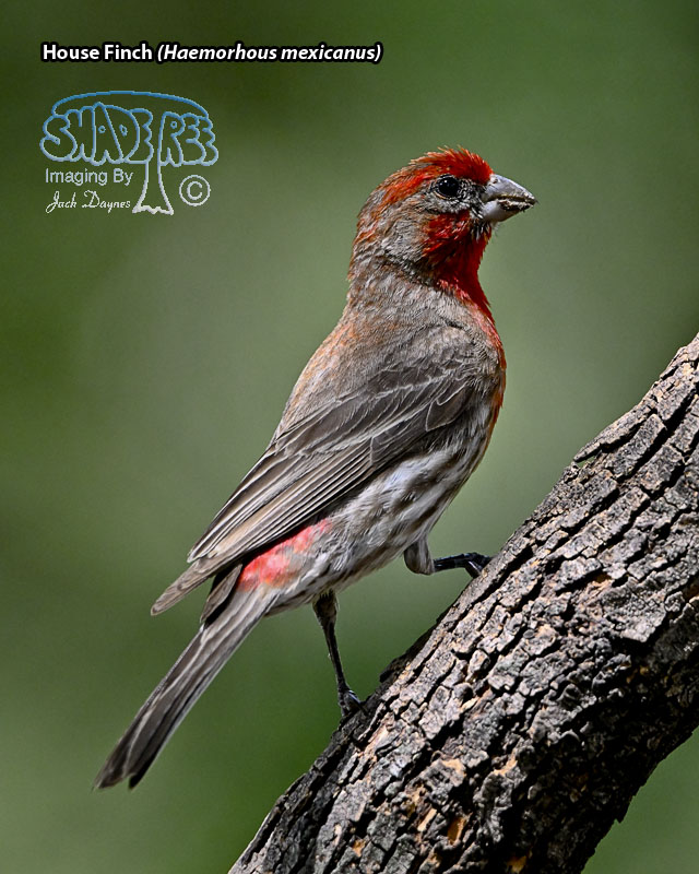 House Finch - Haemorhous mexicanus