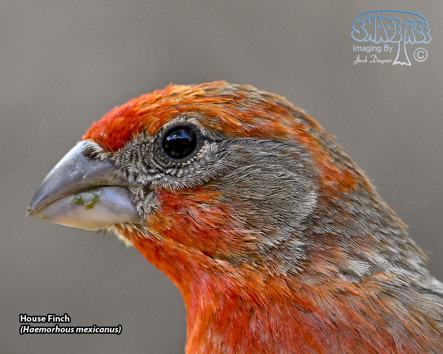 House Finch - Haemorhous mexicanus