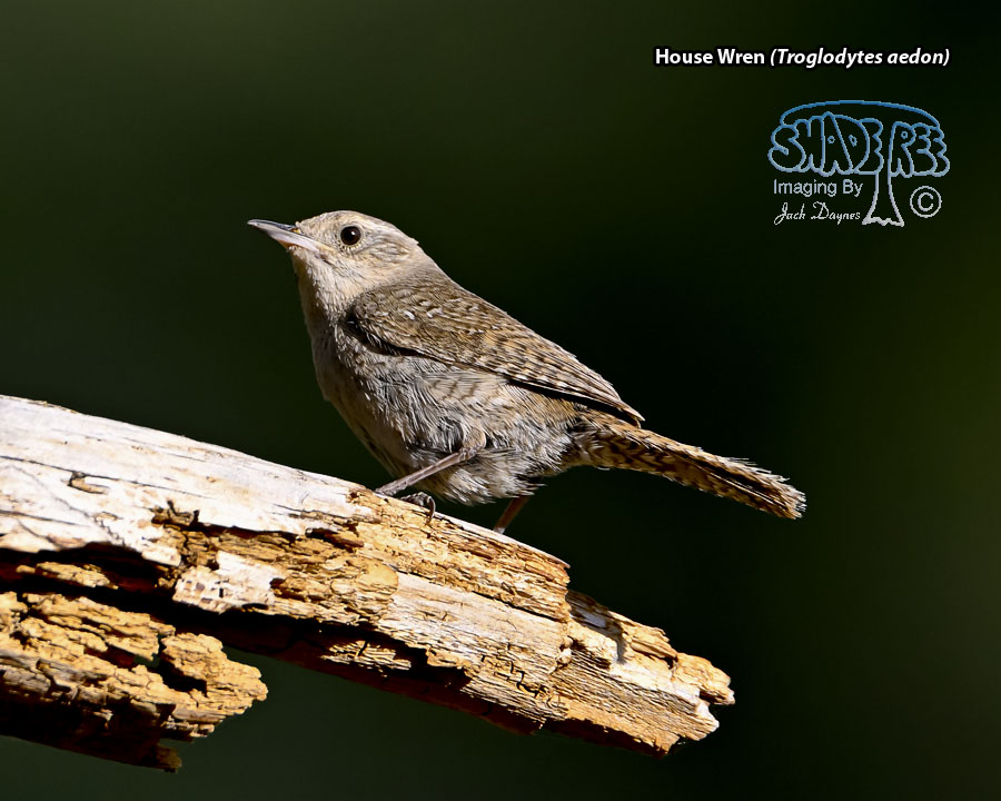 House Wren - Troglodytes aedon