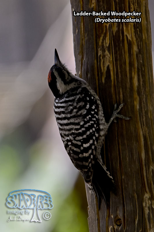 Ladder-Backed Woodpecker - Dryobates scalaris