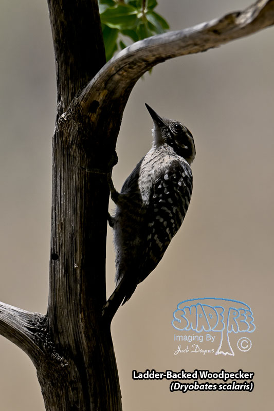 Ladder-Backed Woodpecker - Dryobates scalaris