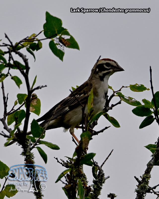 Lark Sparrow - Chondestes grammacus