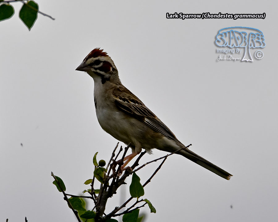 Lark Sparrow - Chondestes grammacus