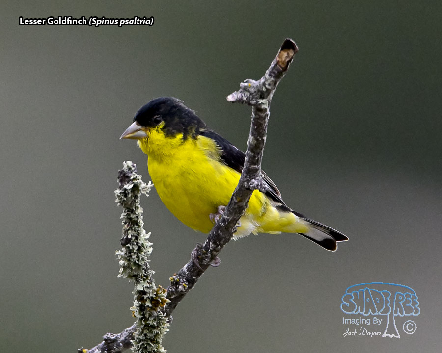 Lesser Goldfinch - Spinus psaltria