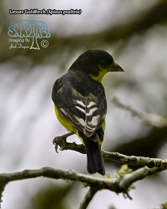 Lesser Goldfinch - Spinus psaltria