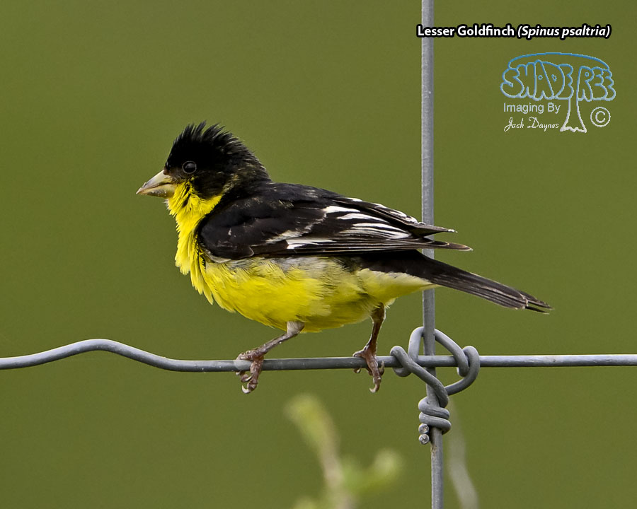 Lesser Goldfinch - Spinus psaltria