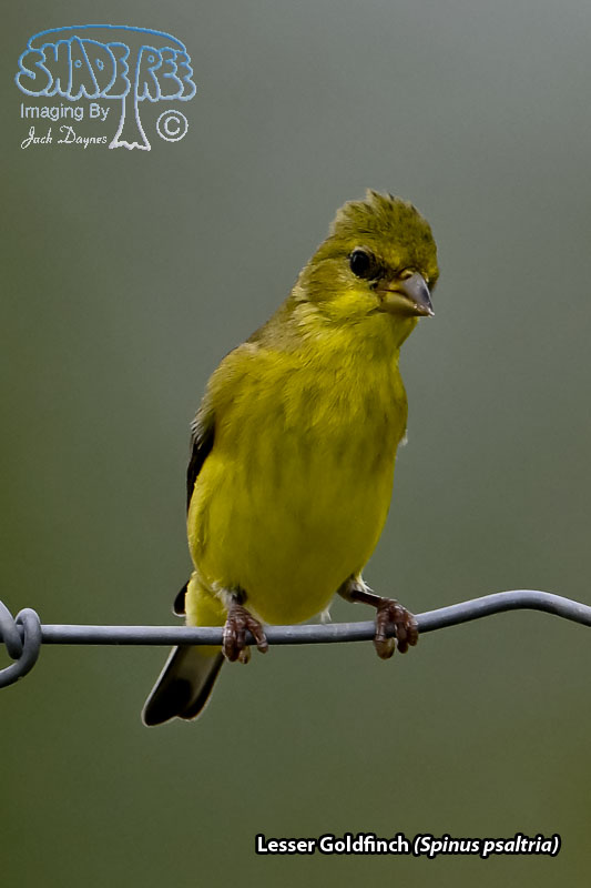 Lesser Goldfinch - Spinus psaltria