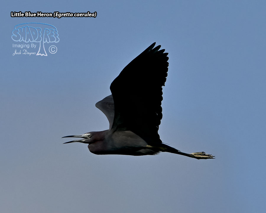 Little Blue Heron - Egretta caerulea