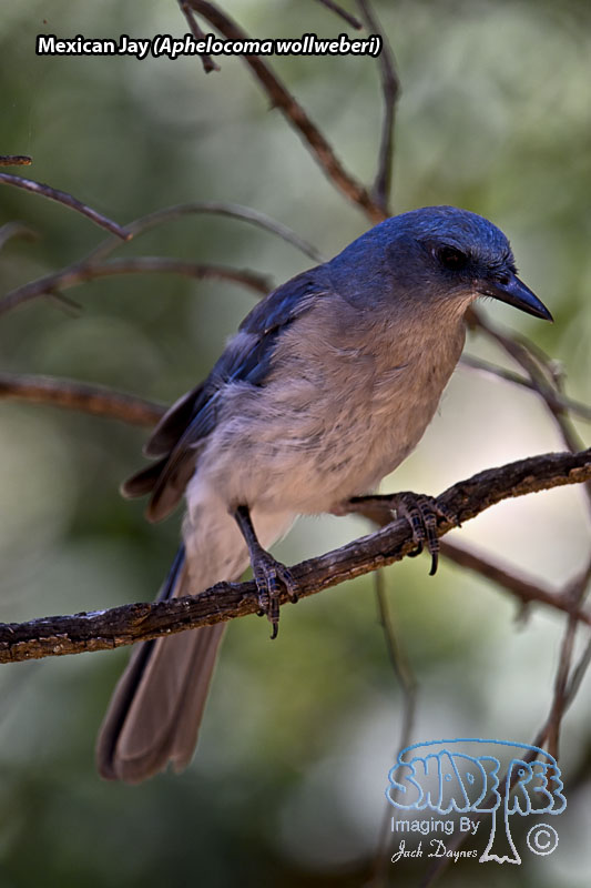 Mexican Jay - Aphelocoma wollweberi