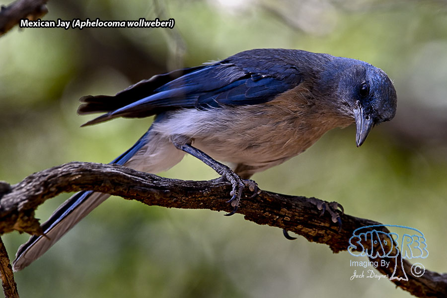 Mexican Jay - Aphelocoma wollweberi