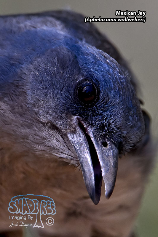 Mexican Jay - Aphelocoma wollweberi