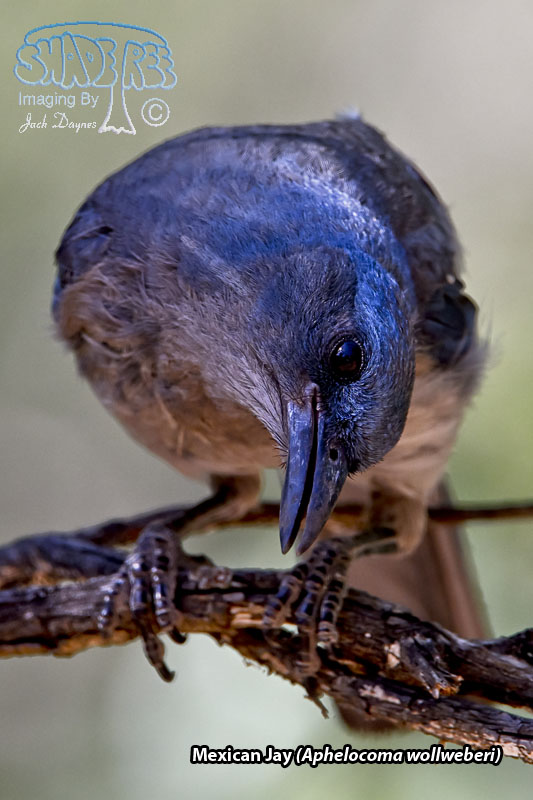 Mexican Jay - Aphelocoma wollweberi