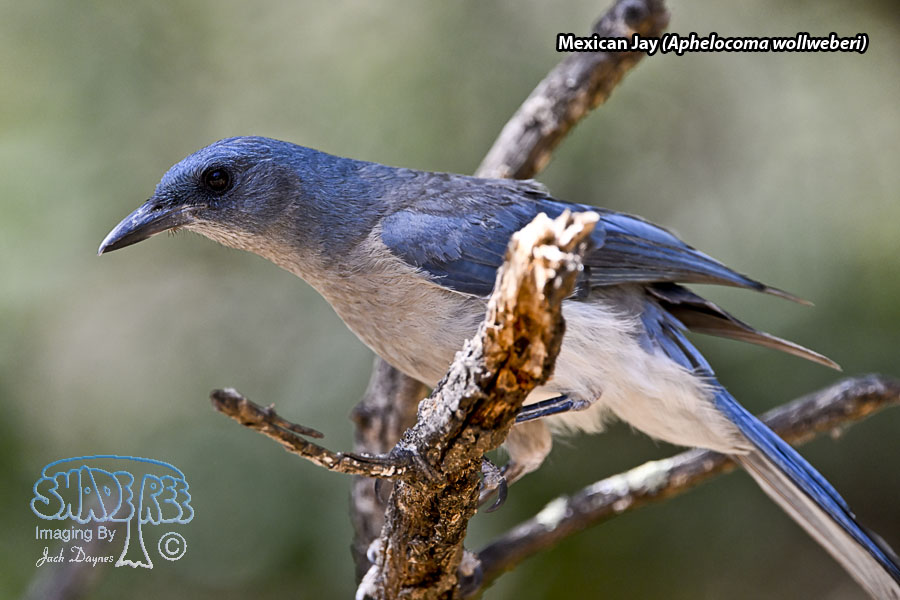 Mexican Jay - Aphelocoma wollweberi