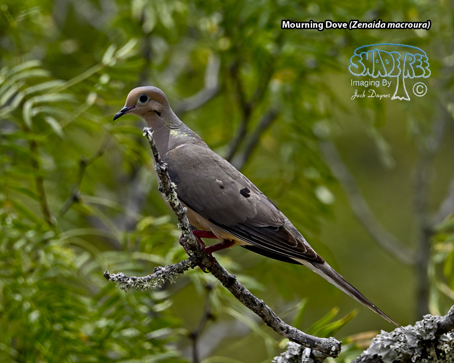 Mourning Dove - Zenaida macroura