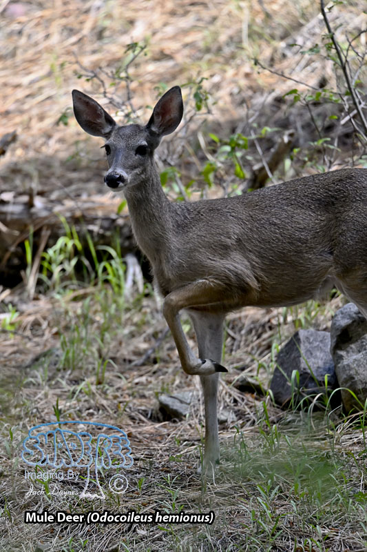 Mule Deer - Odocoileus hemionus
