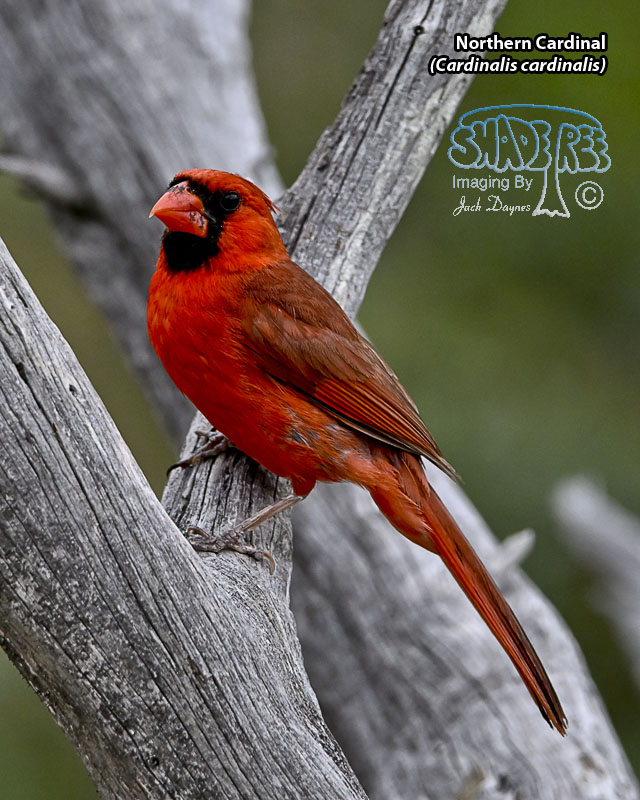 Northern Cardinal - Cardinalis cardinalis