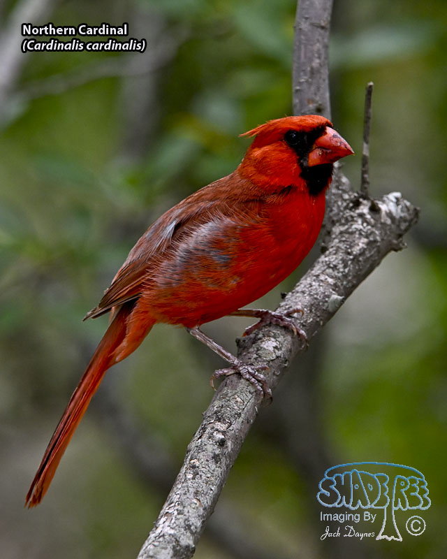 Northern Cardinal - Cardinalis cardinalis