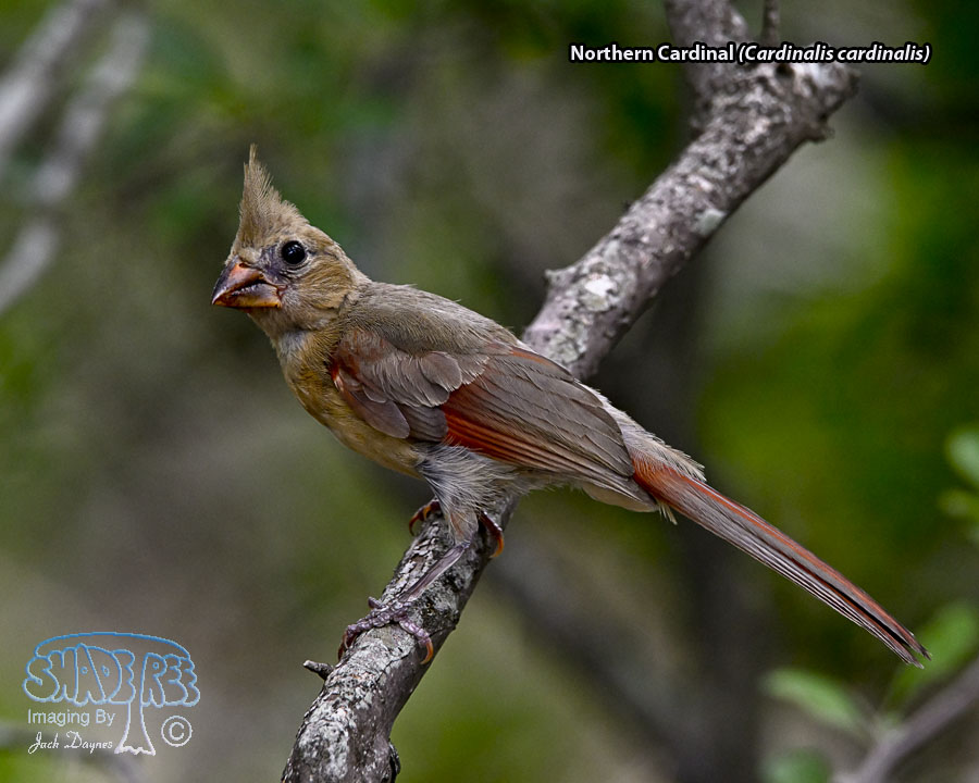 Northern Cardinal - Cardinalis cardinalis